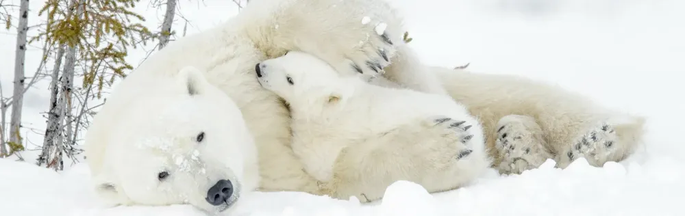 Polar bears in Manitoba Canada.